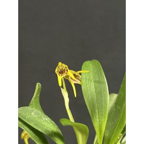 Masdevallia garciae