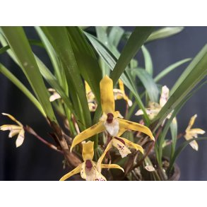 Maxillaria picta