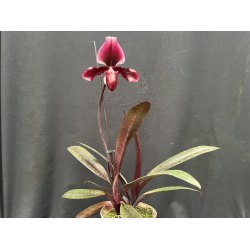 Paphiopedilum Black Jack