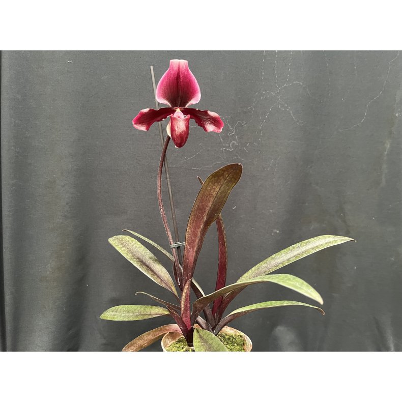 Paphiopedilum Black Jack