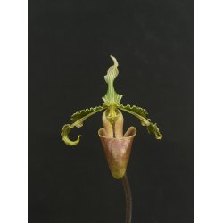 Paphiopedilum bungebelangi