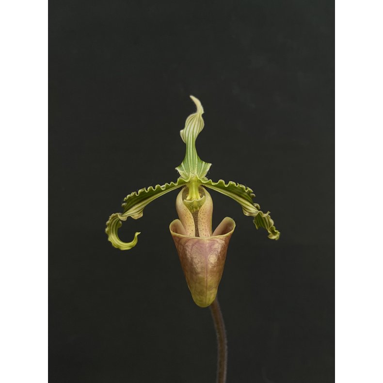 Paphiopedilum bungebelangi