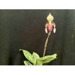 Paphiopedilum curtisii