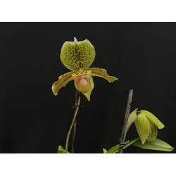 Paphiopedilum insigne 3N