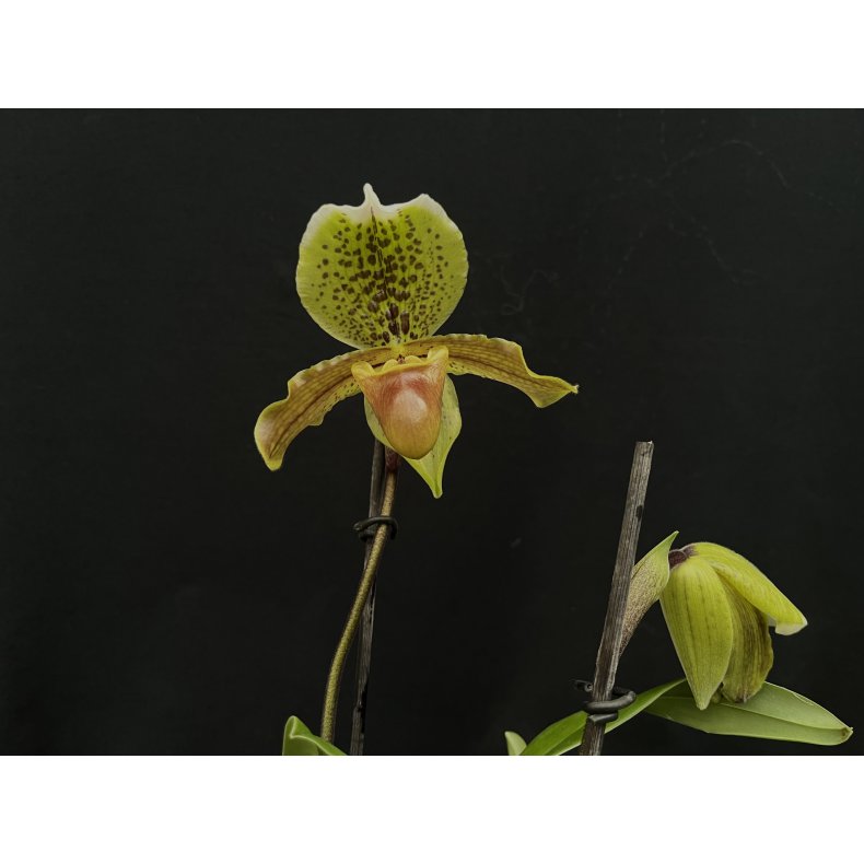 Paphiopedilum insigne 3N