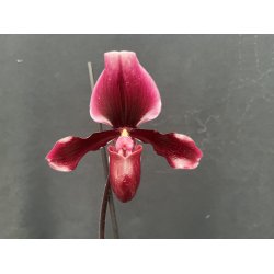 Paphiopedilum Black Jack