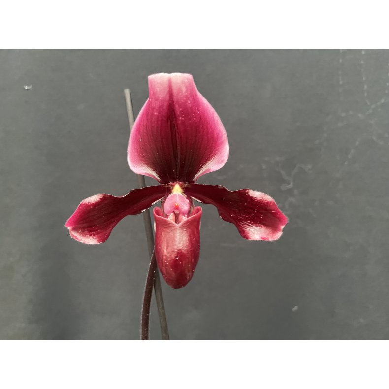 Paphiopedilum Black Jack