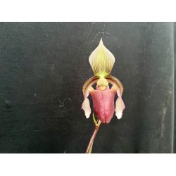 Paphiopedilum curtisii