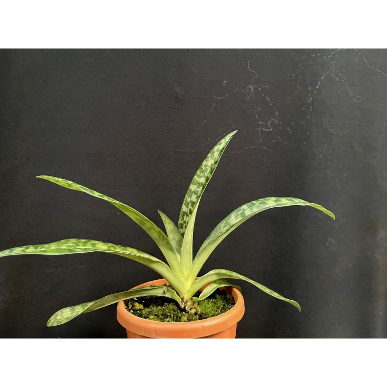 Paphiopedilum bungebelangi