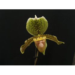 Paphiopedilum insigne 3N
