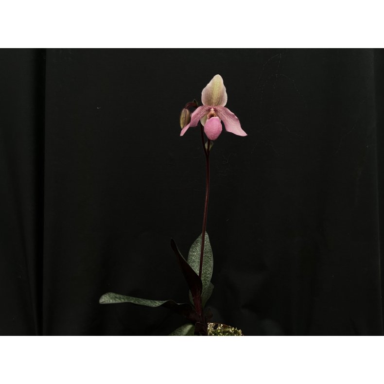 Paphiopedilum delenatii vinicolor Paphiopedilum Pinocchio Red Qeen`