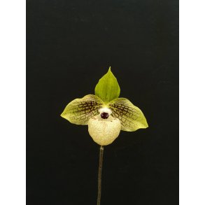 Paphiopedilum malipoense