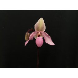Paphiopedilum delenatii vinicolor Paphiopedilum Pinocchio Red Qeen`