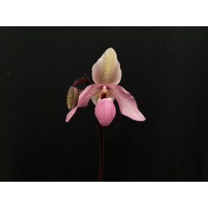 Paphiopedilum delenatii vinicolor Paphiopedilum Pinocchio Red Qeen`