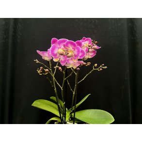 Phalaenopsis Hybrid `Lilla`