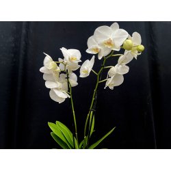 Phalaenopsis Hybrid `Hvid`