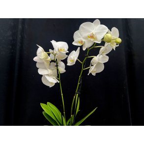 Phalaenopsis Hybrid `Hvid`