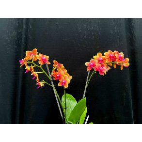 Phalaenopsis Bolgheri