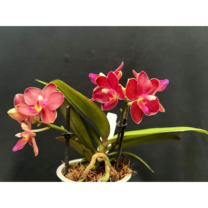 Phalaenopsis Table Dance �Bonsai�