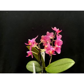 Phalaenopsis Secret Fragrance