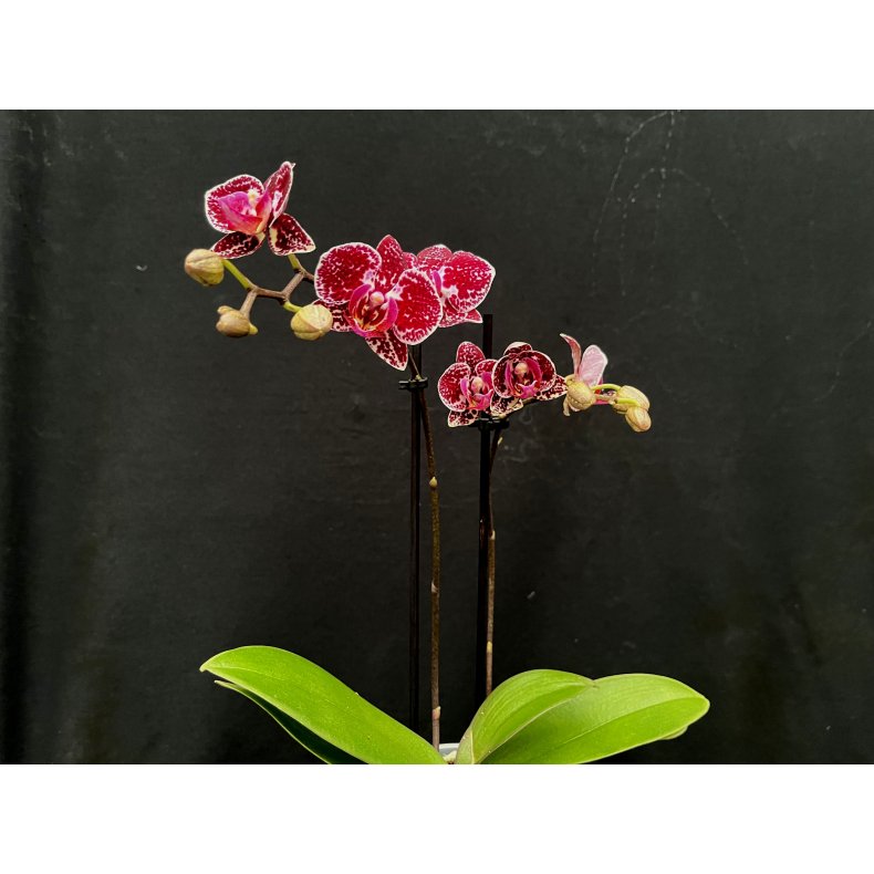 Phalaenopsis Hybrid `Lilla Splash`