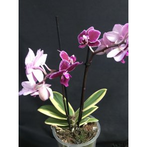 Phalaenopsis Sogo Yenlin 'variegate'