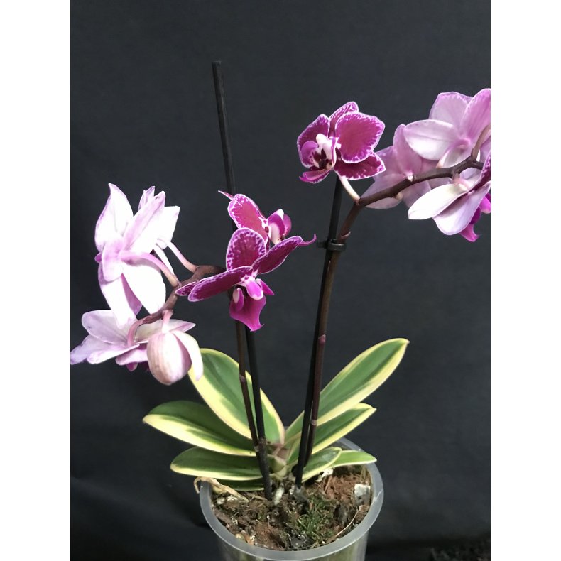 Phalaenopsis Sogo Yenlin 'variegate'