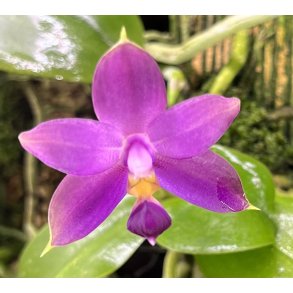 Phalaenopsis violacea 'Indigo'