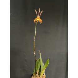 Psychopsis Kalihi