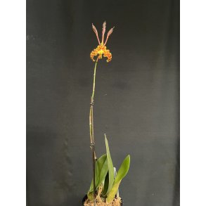 Psychopsis Kalihi