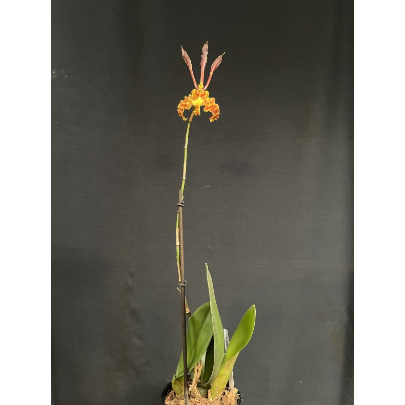 Psychopsis Kalihi