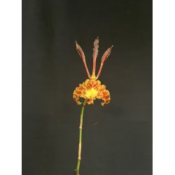 Psychopsis Kalihi