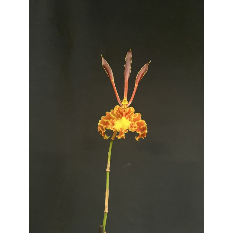Psychopsis Kalihi