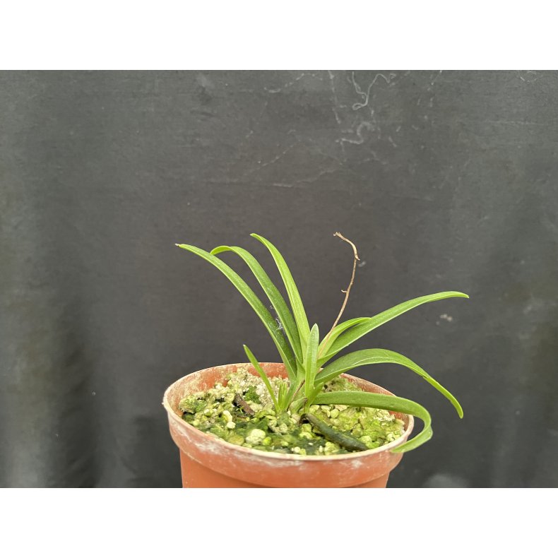 Sarcochilus Fitzhart