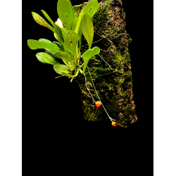 Scaphosepalum ovulare