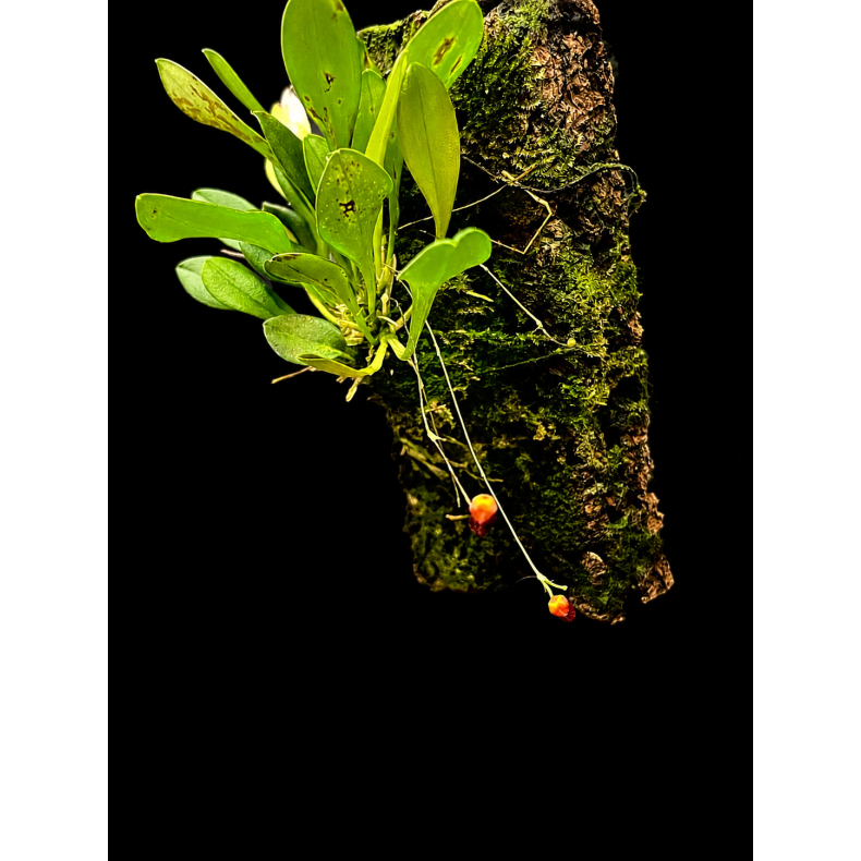 Scaphosepalum ovulare