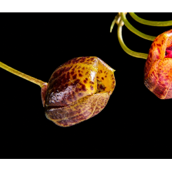 Scaphosepalum ovulare