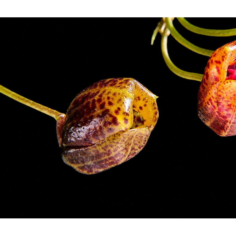 Scaphosepalum ovulare