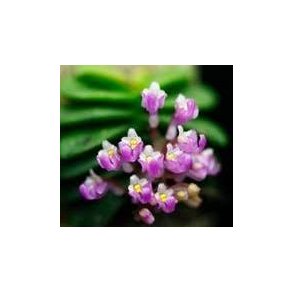 Schoenorchis seidenfadenii