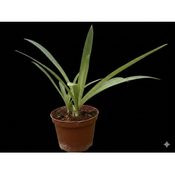 Stenoglottis longifolia