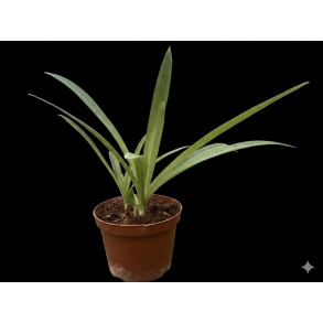 Stenoglottis longifolia