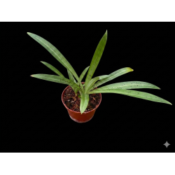 Stenoglottis longifolia