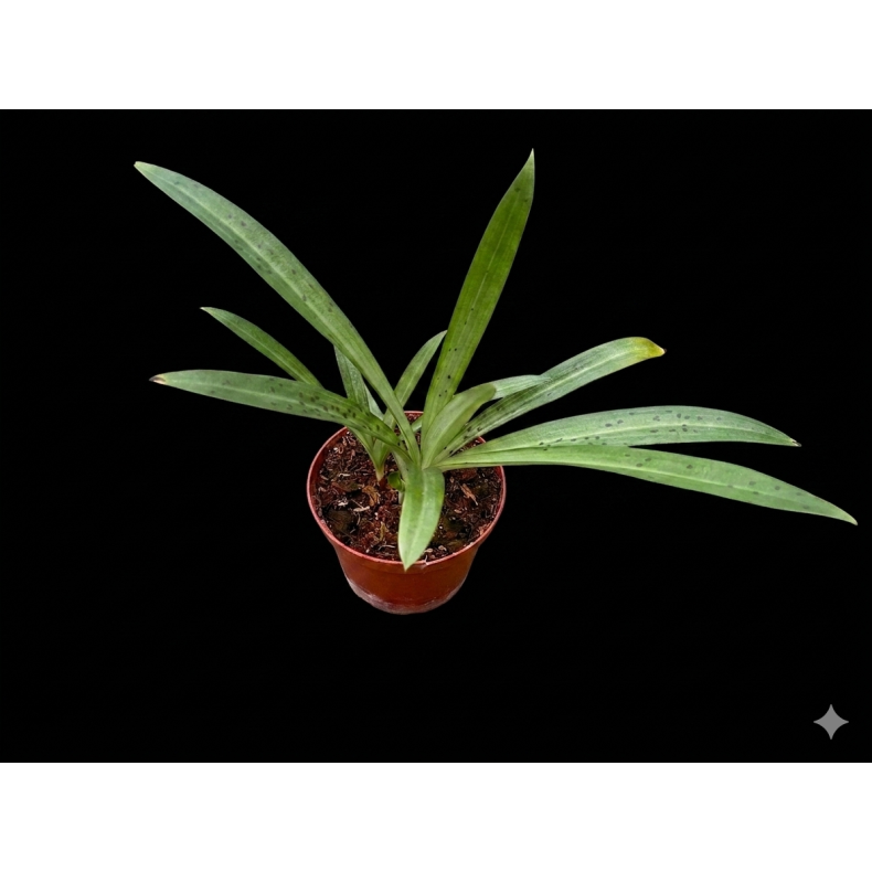 Stenoglottis longifolia