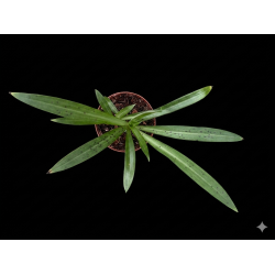 Stenoglottis longifolia