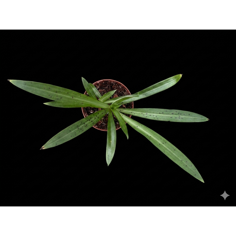 Stenoglottis longifolia
