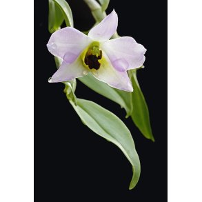 Dendrobium trantuanii