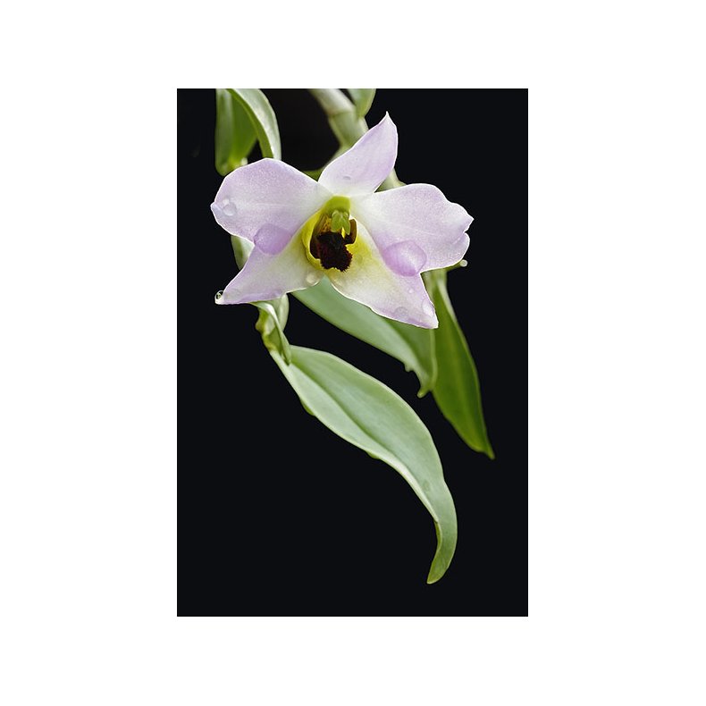 Dendrobium trantuanii