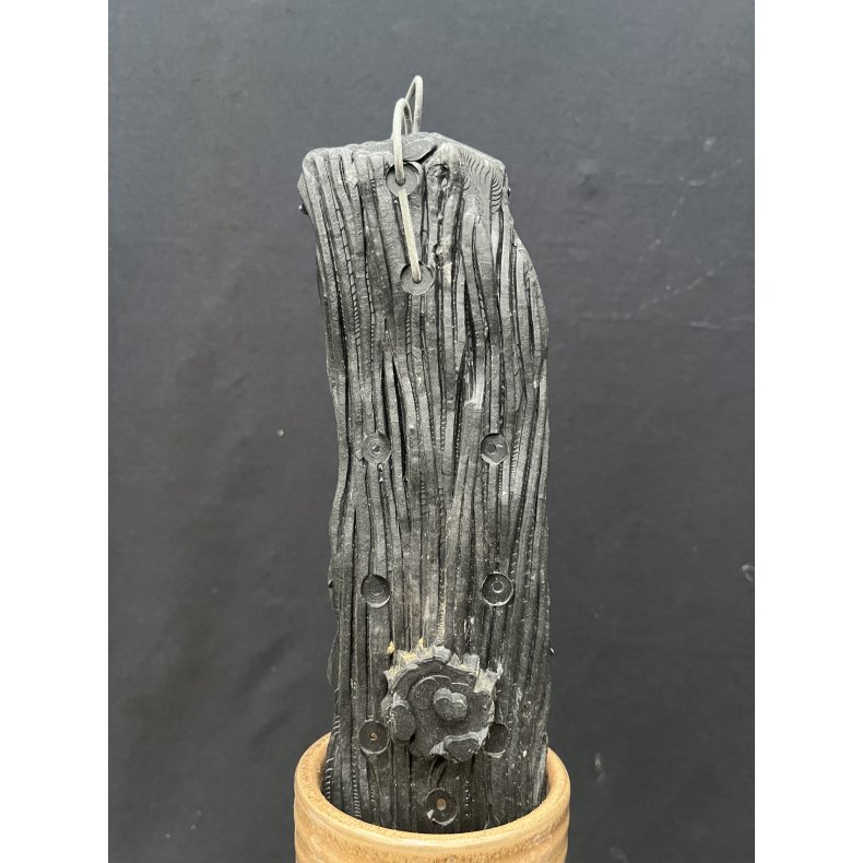 Klods til montering af orkide