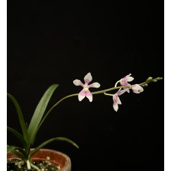 Sarcochilus Fitzhart