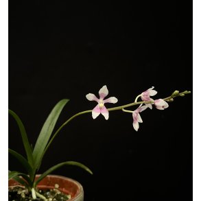 Sarcochilus Fitzhart